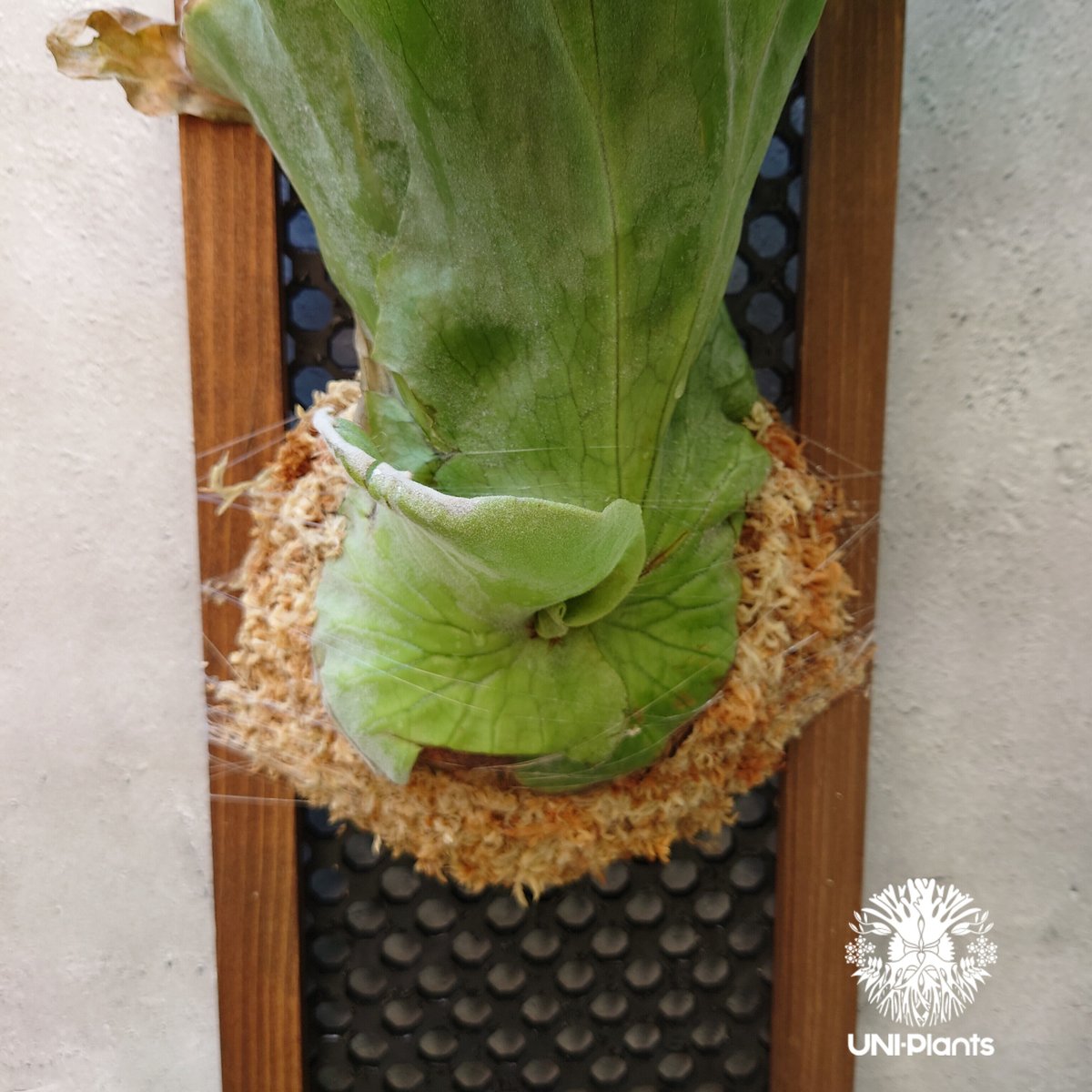 ビカクシダ グランデ Platycerium grande コウモリラン ビカクシダ原種