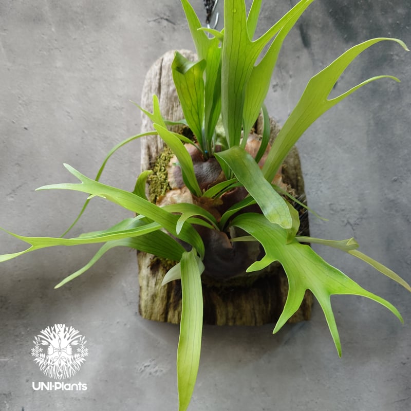 Platycerium sp.(pup) ビカクシダ 品種不明 コウモリラン ビカクシダ
