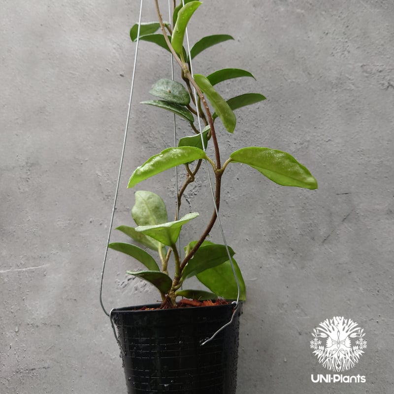 Hoya Carnosa Nova Ghost ホヤ カルノーサ ノバ ゴースト ホヤ 希少