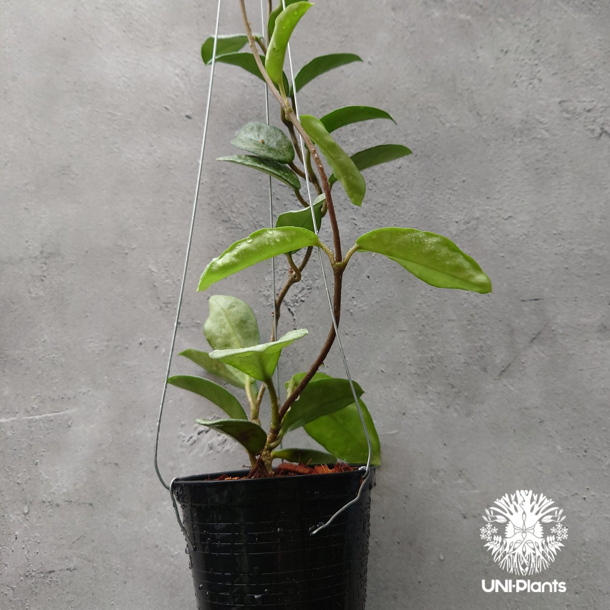 Hoya Carnosa Nova Ghost ホヤ カルノーサ ノバ ゴースト ホヤ Hoya Carnosa Nova Ghost ホヤ カルノーサ ノバ ゴースト ホヤ