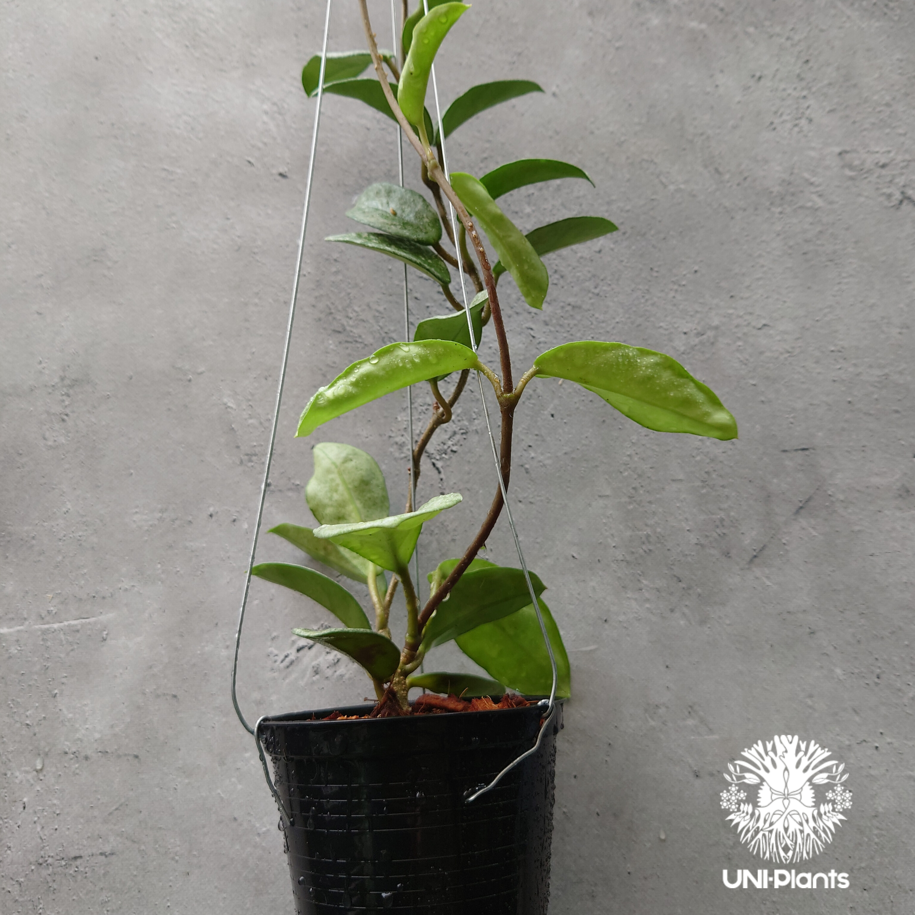 Hoya Carnosa Nova Ghost ホヤ カルノーサ ノバ ゴースト ホヤ 希少