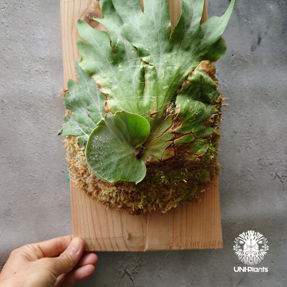 ビカクシダ　ワリチー ビカクシダ ワリチー Platycerium wallichii コウモリラン