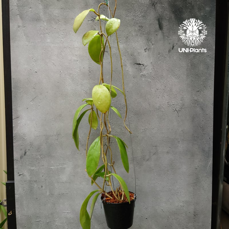 初入荷 希少! New flowercolor Hoya mindorensis Creamy