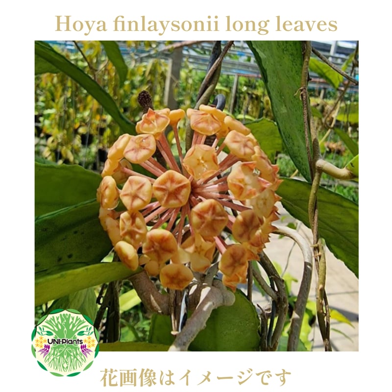 Hoya finlaysonii long leaves ホヤ フィンレイソニー ロングリーブ