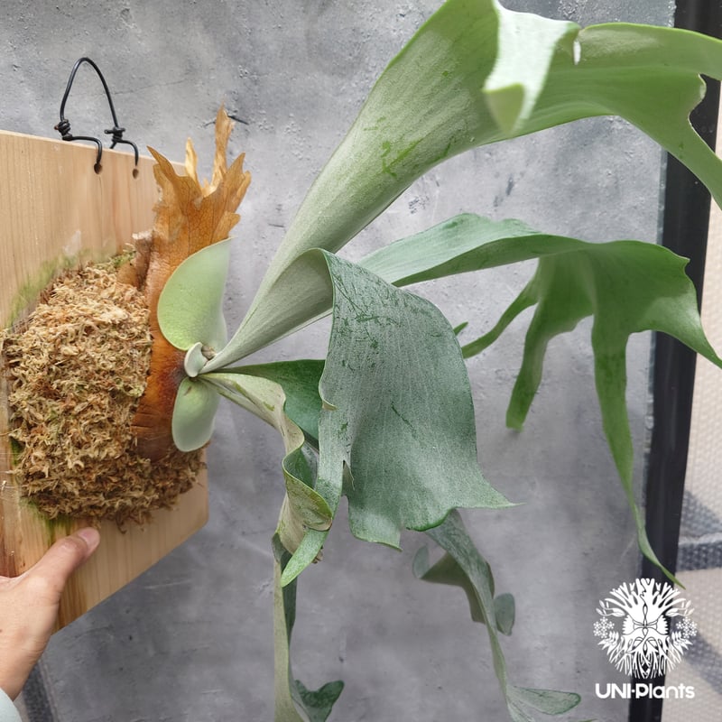 【すー品】ビカクシダアソート すー品】ビカクシダアソート すー品】ビカクシダアソート ビカクシダ