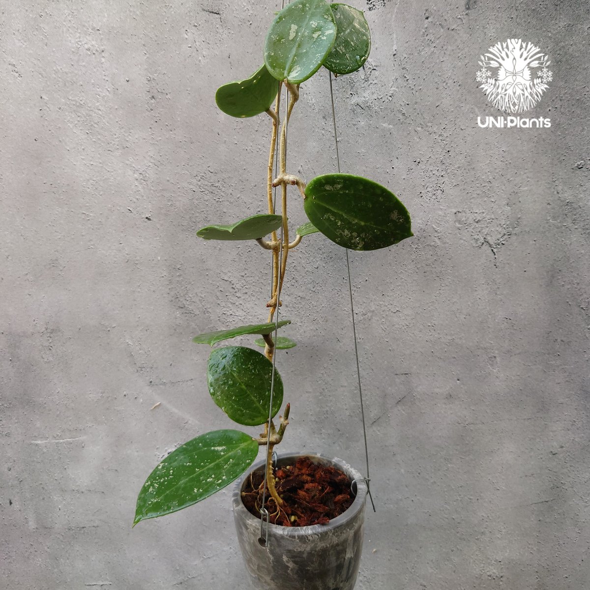 Hoya Parasitica Heart Leaves Splash ホヤ パラシティカ ハ