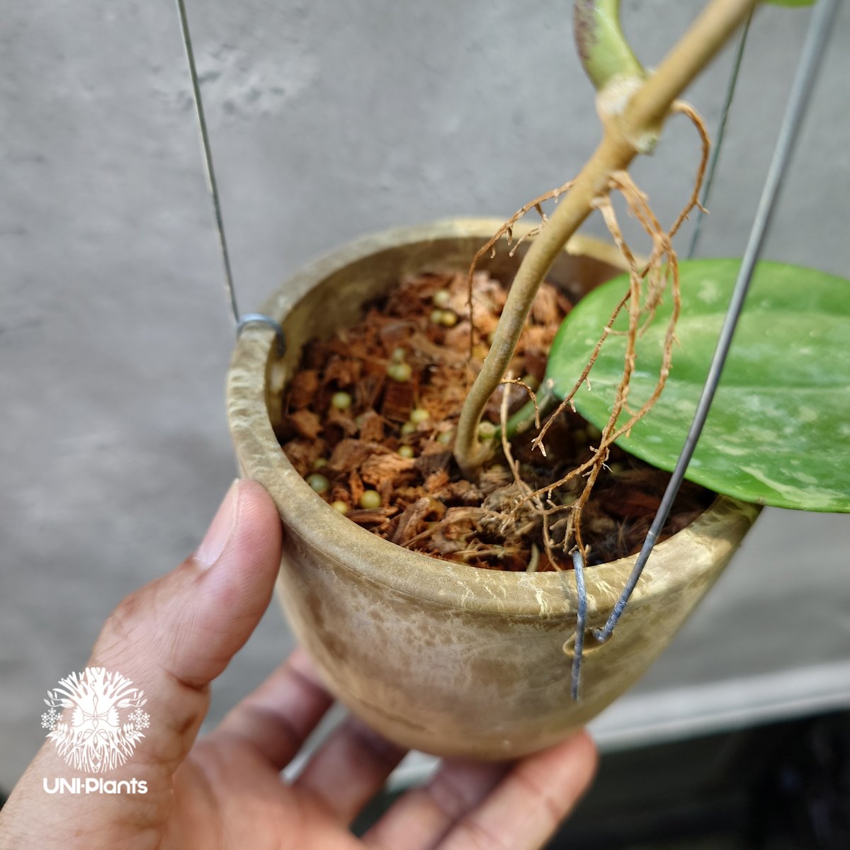 Hoya latifolia Snow Queen（S） ホヤ ラティフォリア スノー