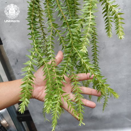 Huperzia spp. フペルジア Phlegmariurus (フレグマリウルス)   観葉植物 珍奇植物 植物 着生植物 インテリア植物 珍しい シダ植物