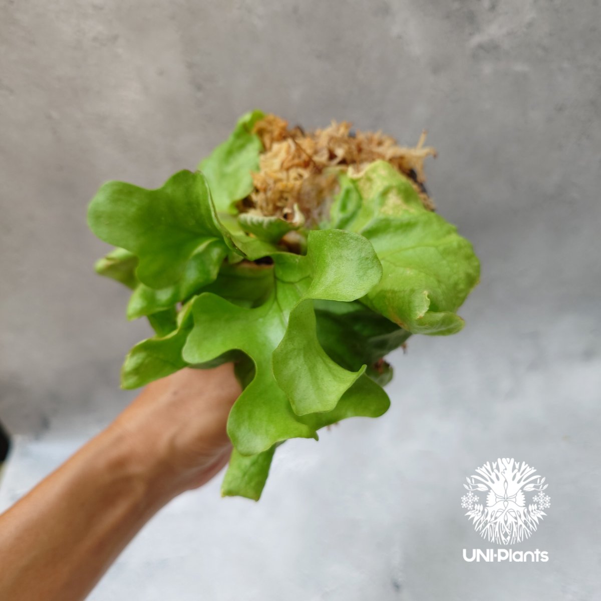 リドレイ　ドワーフ　板付 ザ・ファームセレクト]ビカクシダ（コウモリラン）：リドレイ