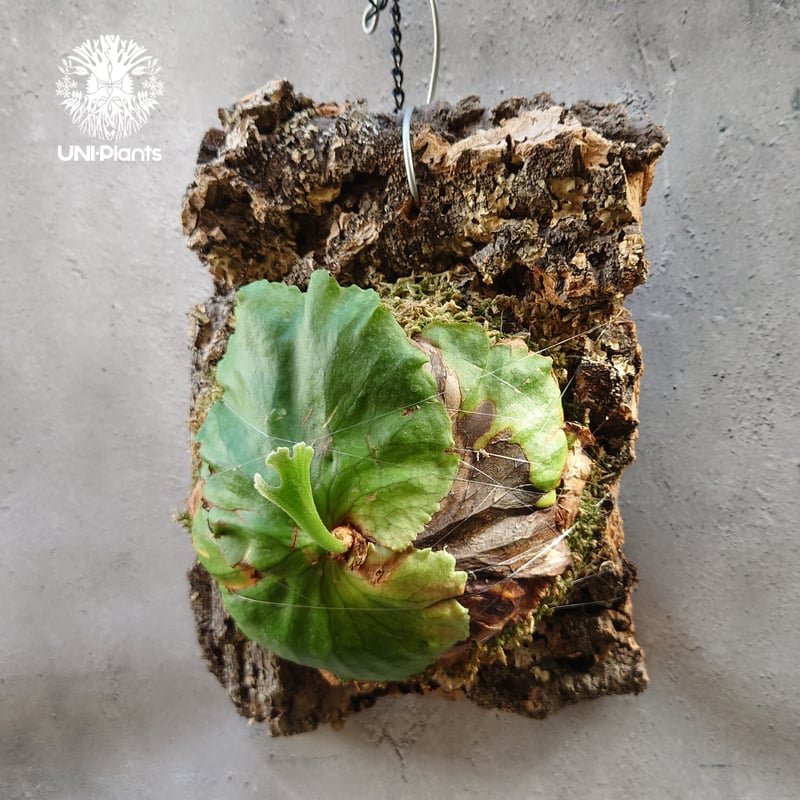 ビカクシダ キッチャクード Platycerium mt.kitshakood コウモリ