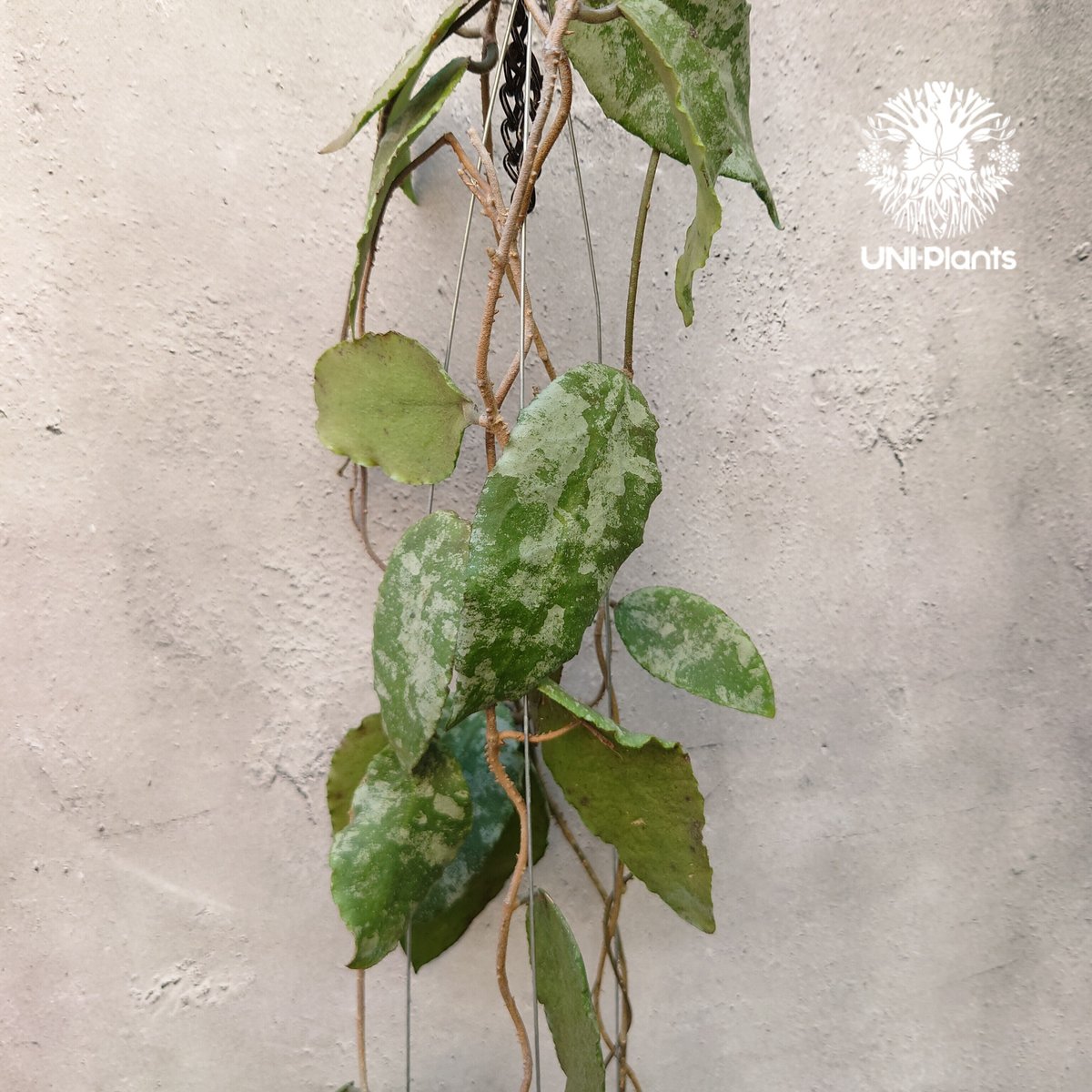 Hoya Caudata gold ホヤ カウダータ ゴールド ホヤ植物 植物 珍奇