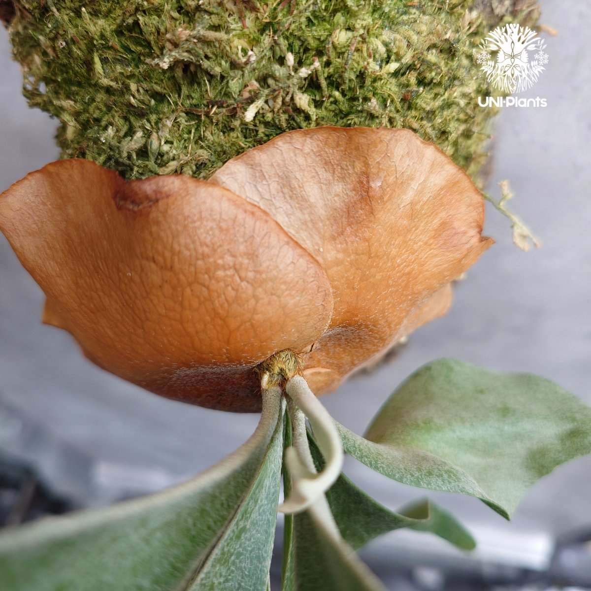 Platycerium Banna #A (pup) ビカクシダ バンナ #A (子株) ビカ