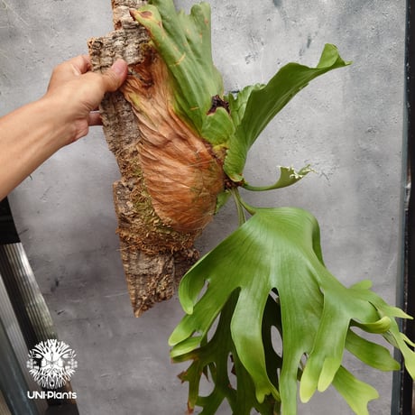 Platycerium coronarium Thin ビカクシダ コロナリウム シン ビカクシダ Platycerium シダ植物 ビカクシダコルク着生 着生植物