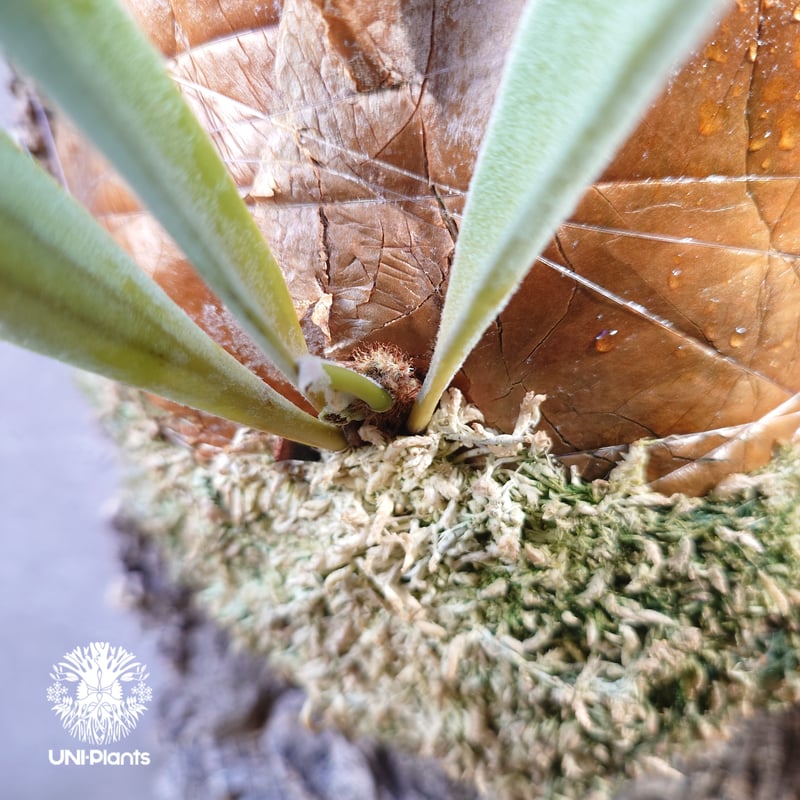 ビカクシダ ベイチー(子株) Platycerium veitchii(pup) コウモリラン