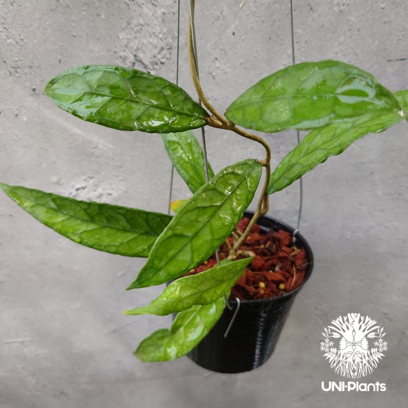 Hoya Aceh (NAP 01) ホヤ 希少 ホヤ植物 ホヤの花 珍しい 希少なホヤ