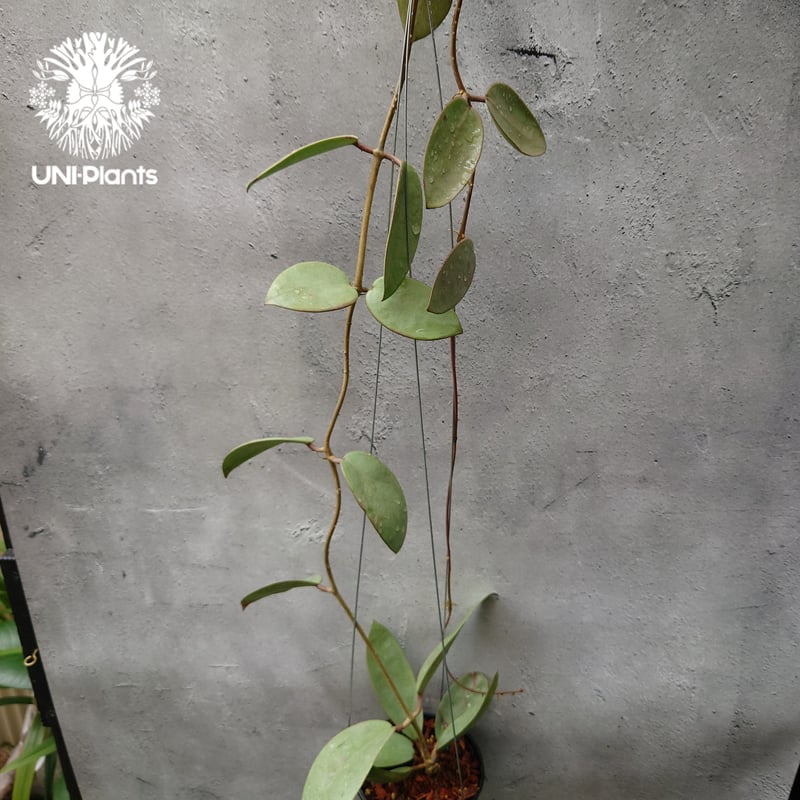 Hoya Silver dollar ホヤ シルバー ダラー ホヤ 希少 ホヤ植物