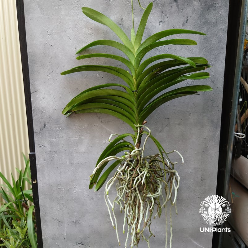 V. Edward Dawn　Vanda　ヴァンダ　バンダ　大株　洋ランらん V. Edward Dawn Vanda ヴァンダ バンダ 大株 洋ランらん - メルカリ