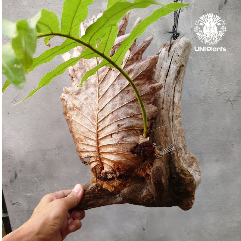 ドリナリア　クエルシフォリア　群生 Drynaria quercifolia ドリナリア クエルシフォリア 群生 観葉