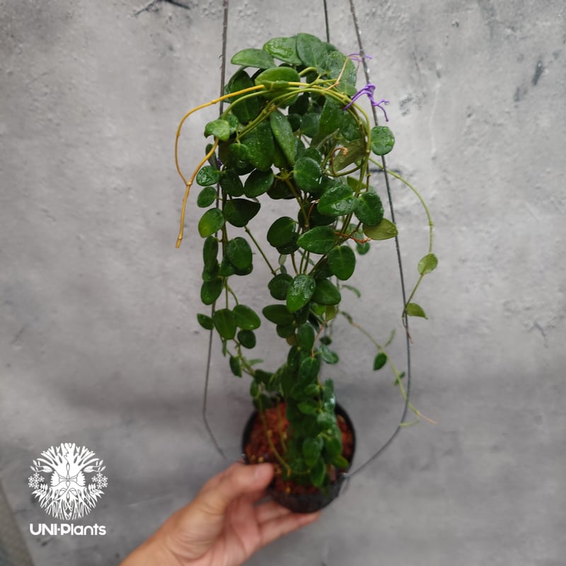 Hoya Pulleana ホヤプレナ ホヤ植物 ホヤの花 Hoya plants 希少 レア