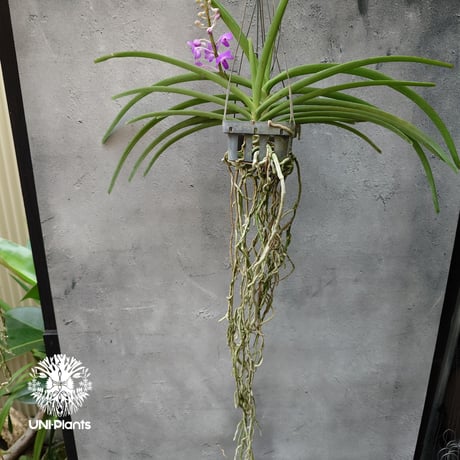 Rynchodenia Magic Wand リンコデニア マジック ワンド 着生蘭 ラン 蘭 花が綺麗な洋ラン