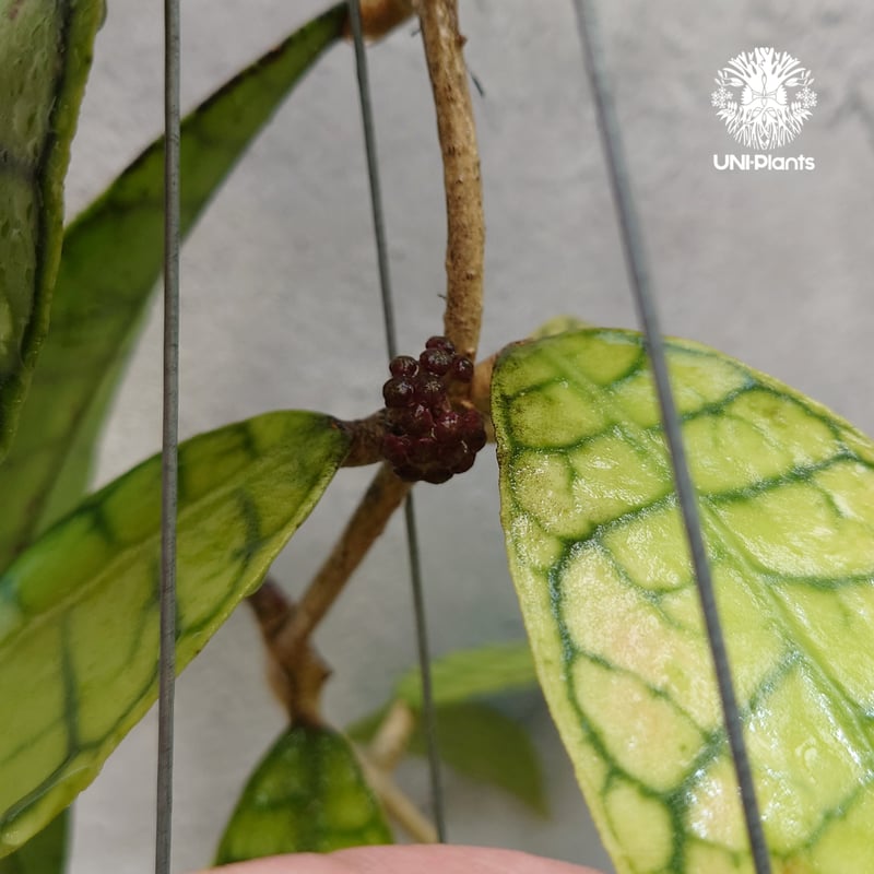 ホヤ カリストフィラ Hoya callistophylla 開花間近! ホヤ植物 ホヤの