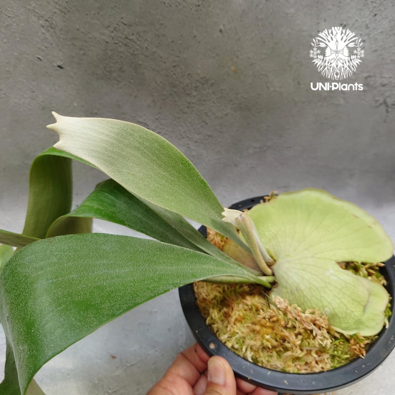 ビカクシダ　ハナビ Yahoo!オークション - P. 'Hanabi'【vandaka】ビカクシダ