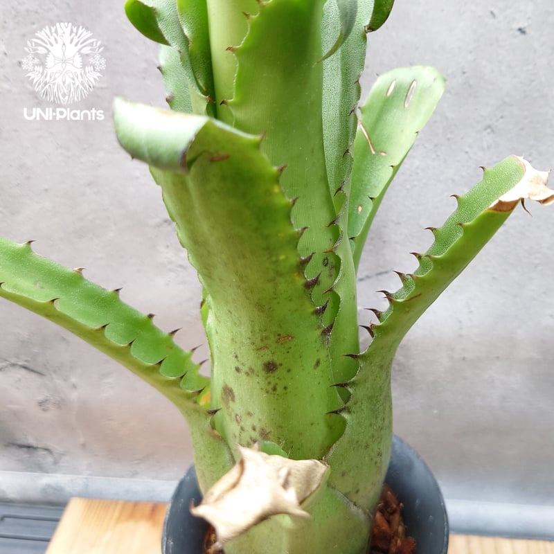 Hohenbergia magnispina ホヘンベルギア マグニスピナ タンクブロメリア