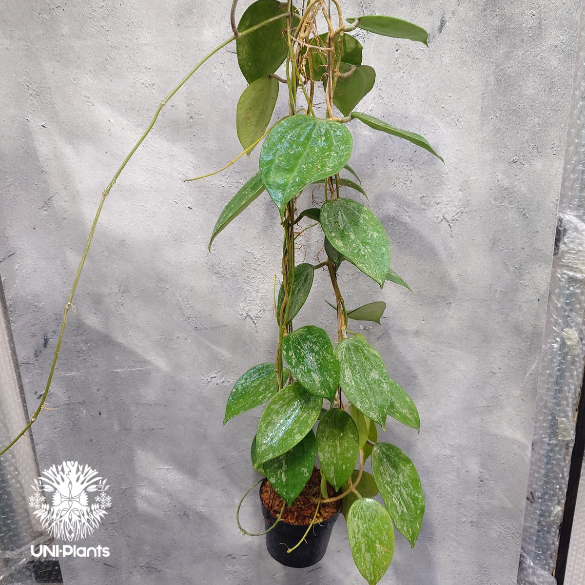 Hoya latifolia Snow Queen（L） ホヤ ラティフォリア スノー クイー