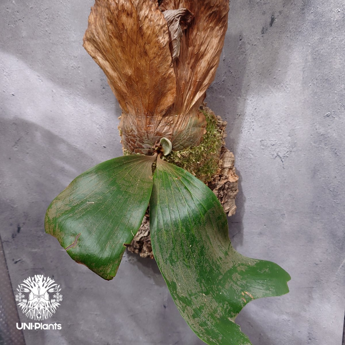 Platycerium elemaria (P. elephantotis x P. andi