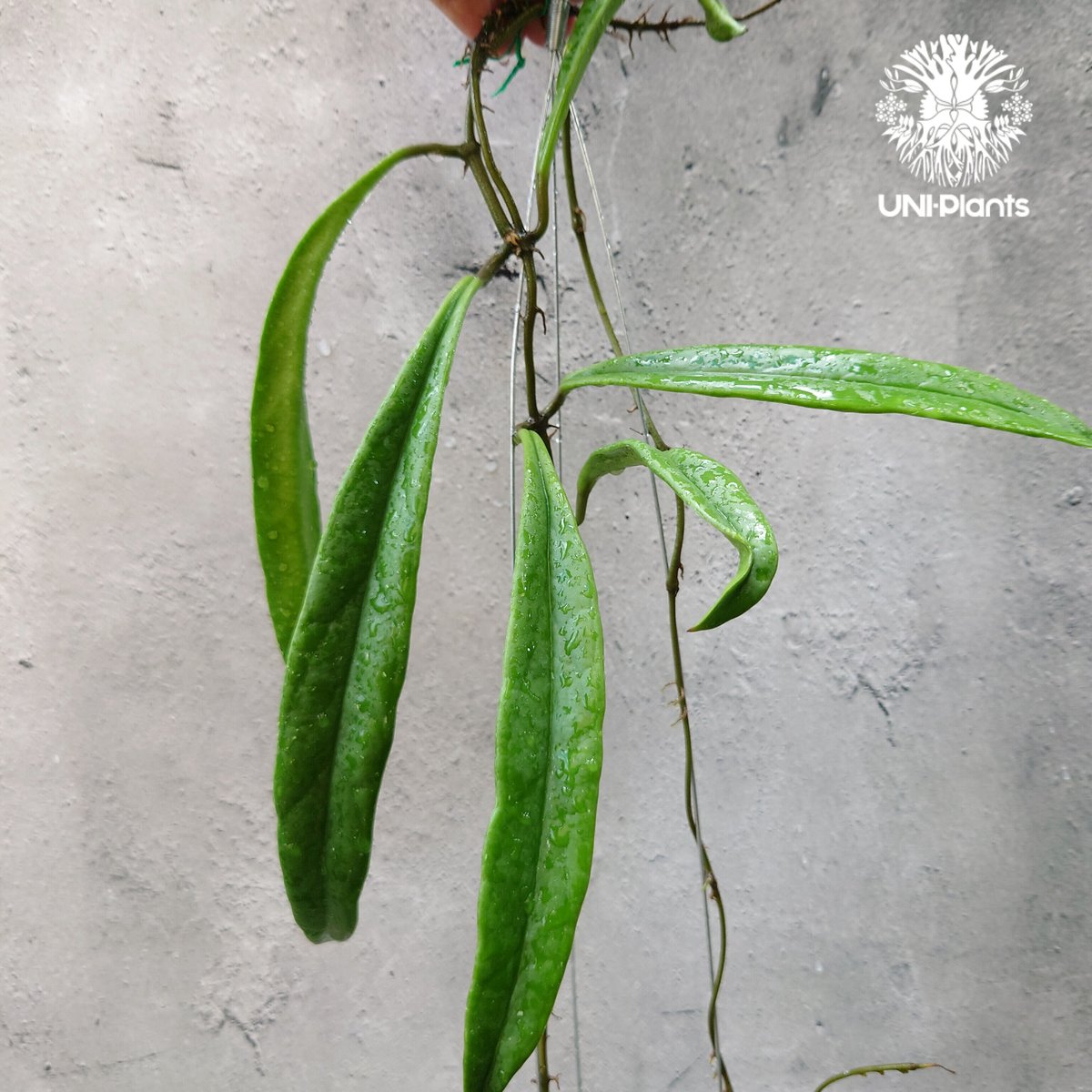 Hoya Sulawesiana ホヤ スラウェシアナ ホヤ植物 Hoya plants 珍し...