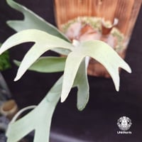 ビカクシダ ステマリア Platycerium stemaria コウモリラン