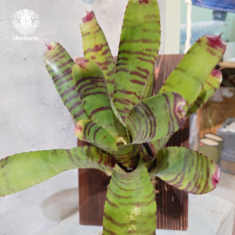 国内繁殖株・一点物】 Neoregelia 'High Voltage' ｜ネオレゲリア