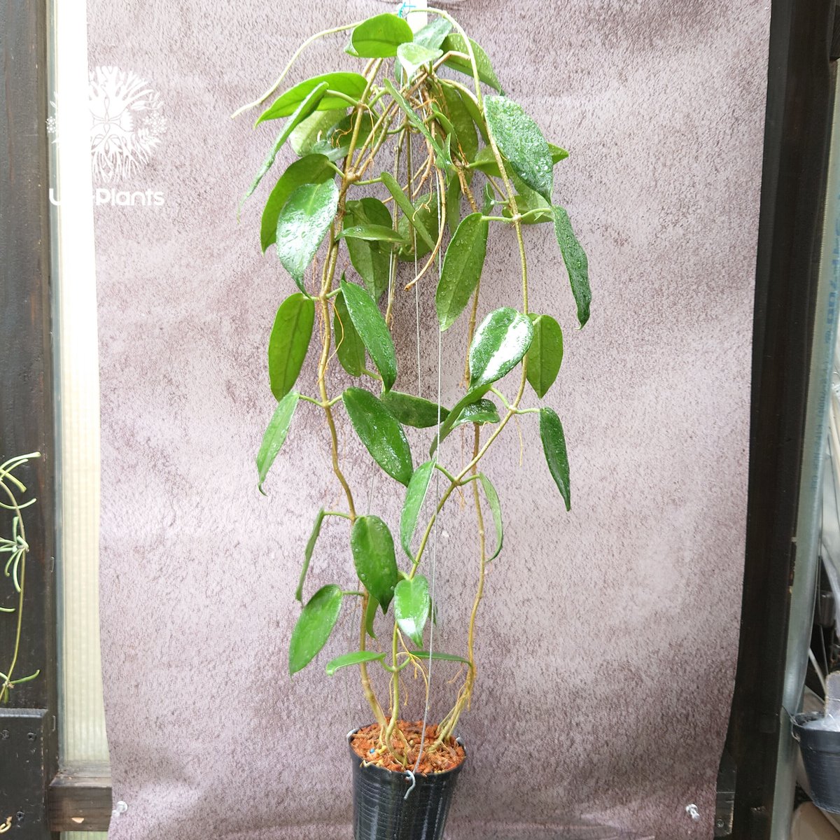 410 ホヤ　マクギリブライ　Hoya macgillivrayi 410 ホヤマクギリブライHoya macgillivrayi