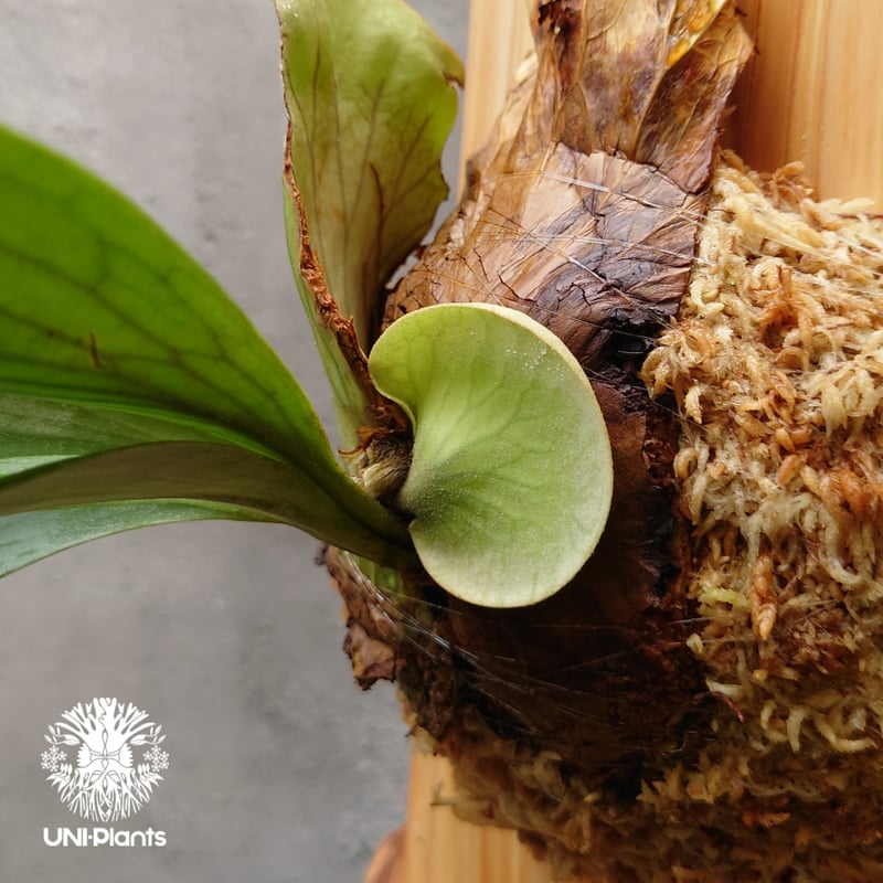 Platycerium silver salmon (P. hillii × P. willi