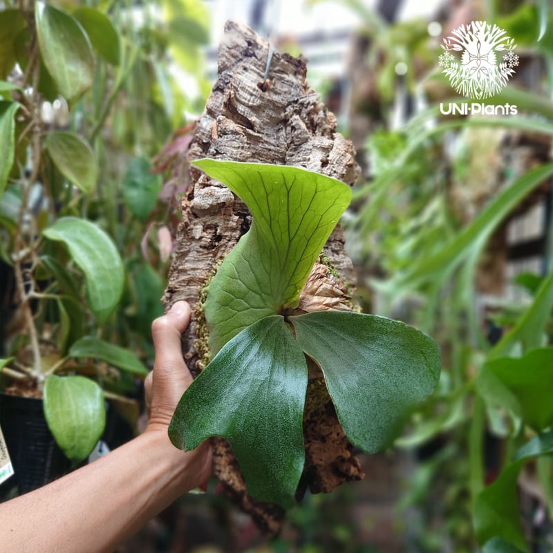 コウモリラン 希少サイズ