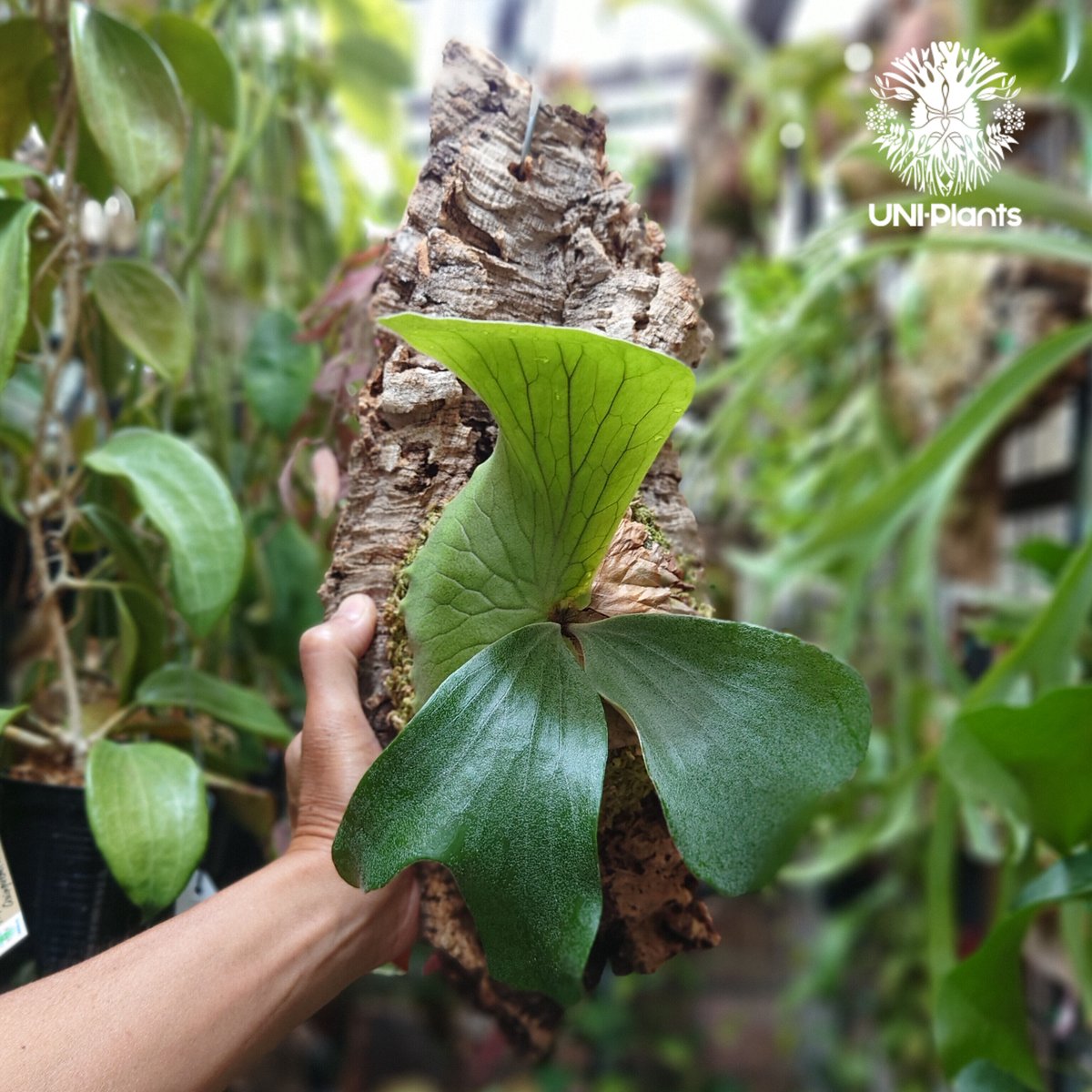 hillii dwarf (oc) ヒリードワーフ ビカクシダ NO.3 ビカクシダ Hilli