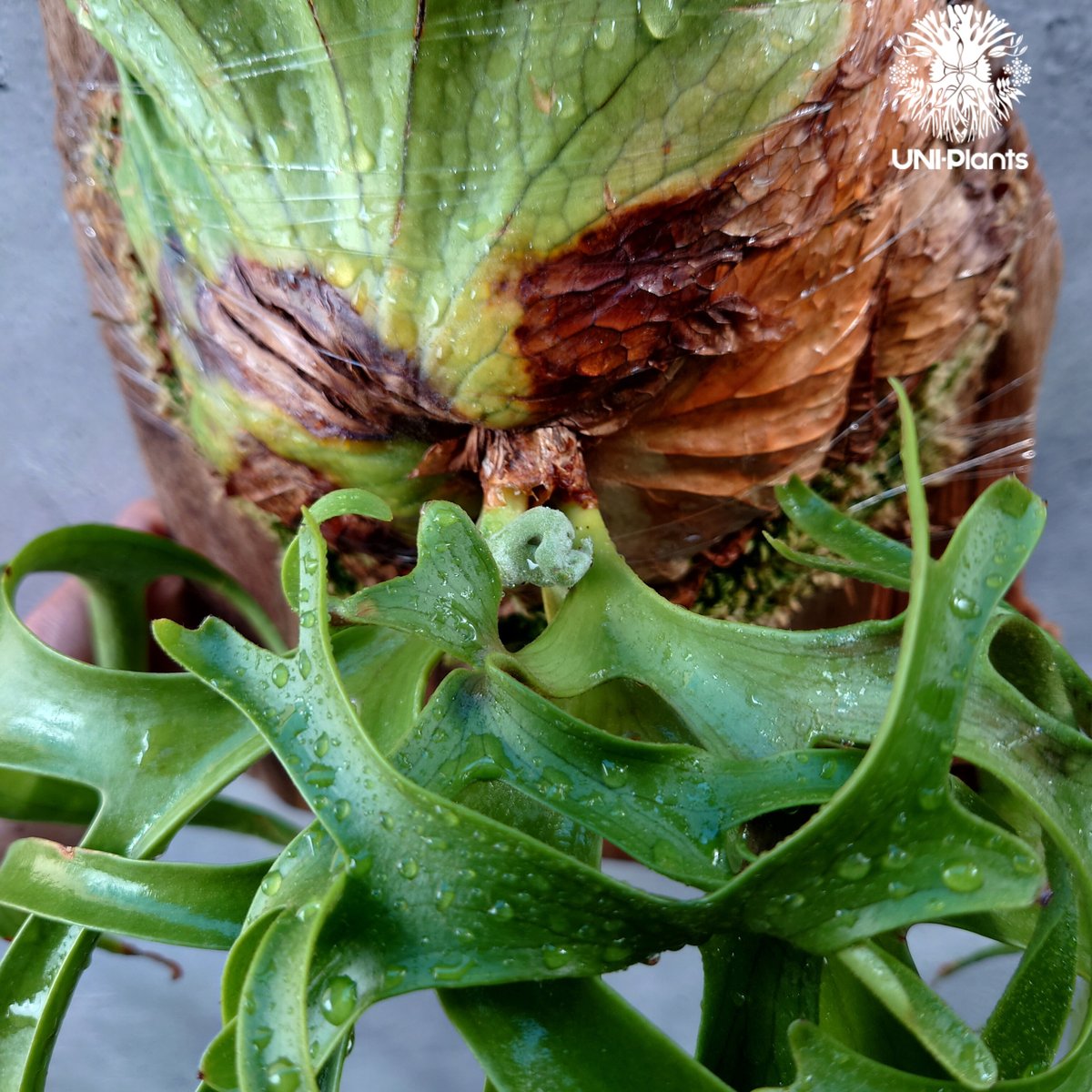Platycerium coronarium phils dwarf ビカクシダ コロナリウム Platycerium coronarium phils dwarf ビカクシダ コロナリウム