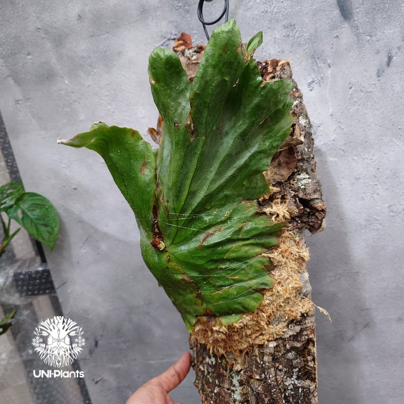 Platycerium grande ビカクシダ グランデ ビカクシダ原種 植物 シダ
