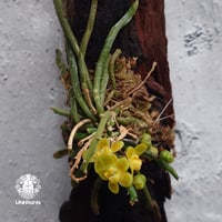 Chiloschista parishii `Nakornpanom` キロスキスタ パリシー `ナコンパノム` 着生植物 珍しい 着生蘭 着生ラン 無葉蘭 珍奇植物 インテリア植物 ハンキング植物