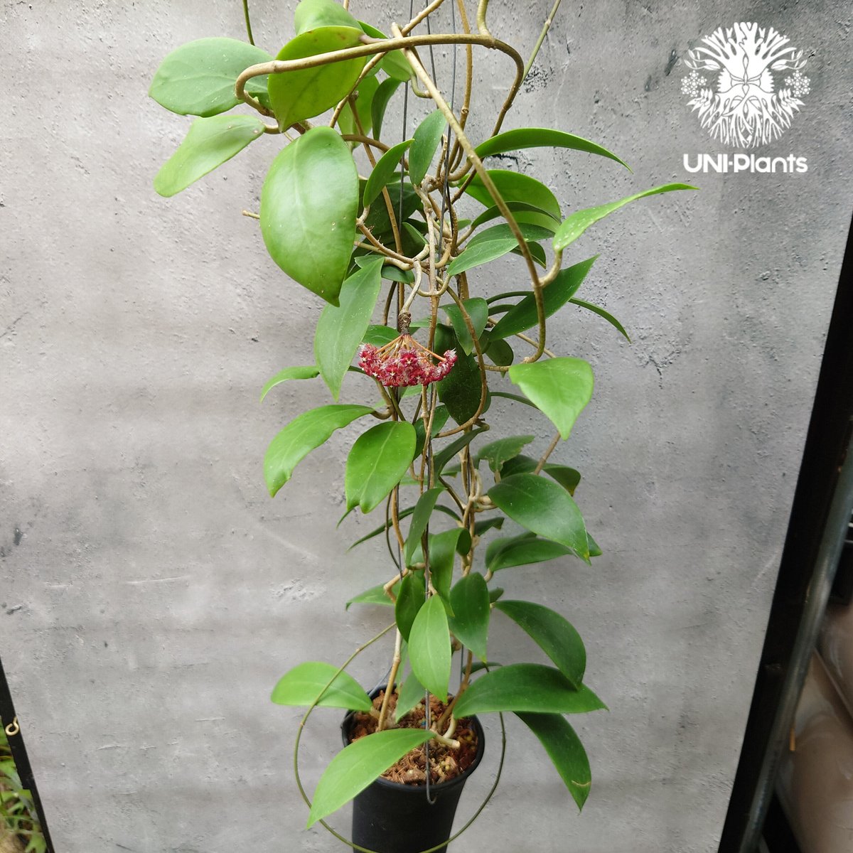 ホヤ　ミンドレンシス 開花中 希少! Hoya mindorensis superba ホヤミンドレンシス スパー