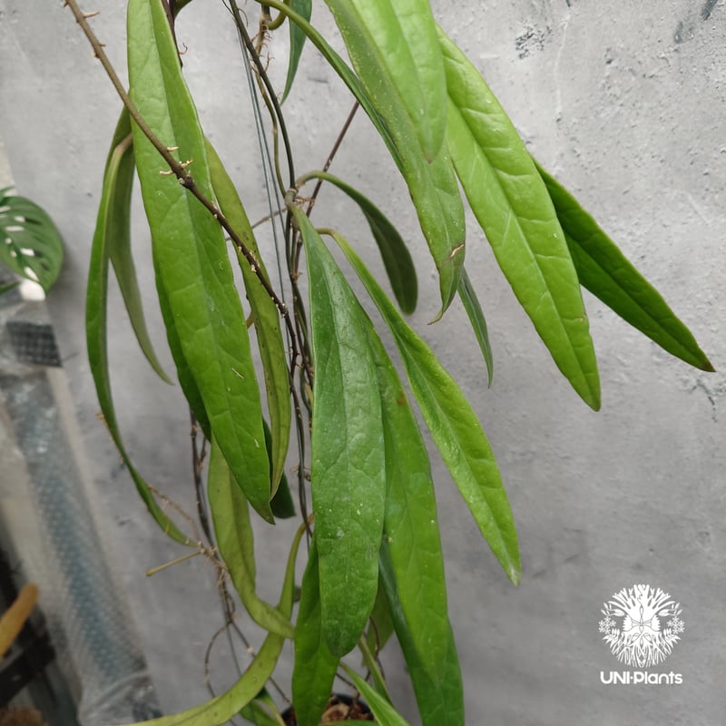 Hoya Sulawesiana ホヤ スラウェシアナ ホヤ植物 Hoya plants 珍し