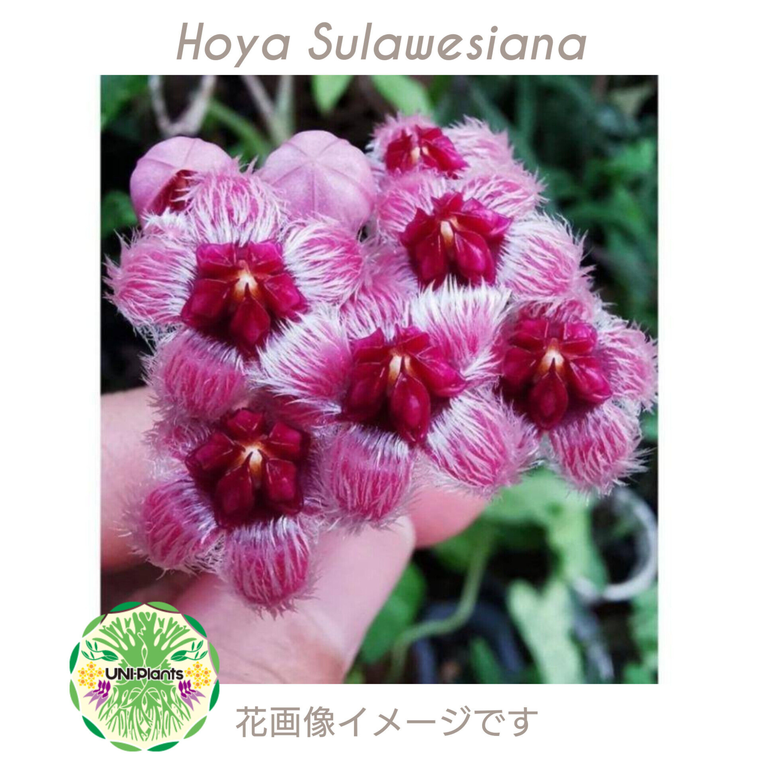 0761 Hoya sulawesiana ホヤ　スラウェシアナ original