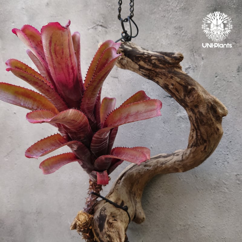 Aechmea nundicaulis hybrid エクメア ヌディカウリス hybrid
