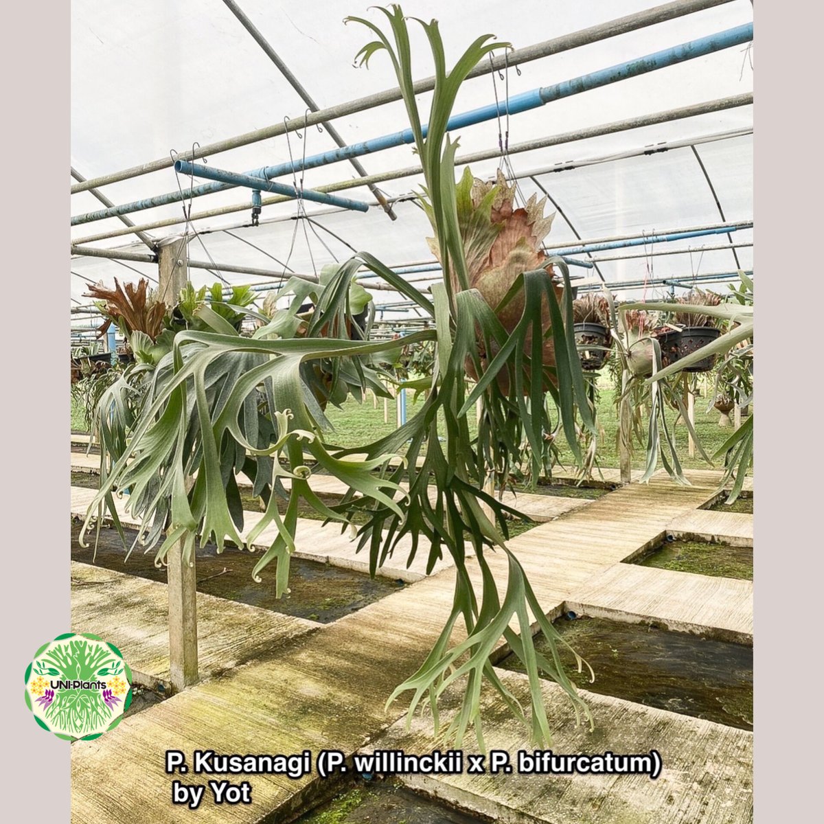 ◇◇◇ P.Willinckii dwarf 'OMG'spore(小株3) ◇◇◇ P.Willinckii dwarf 'OMG'spore(小株3)