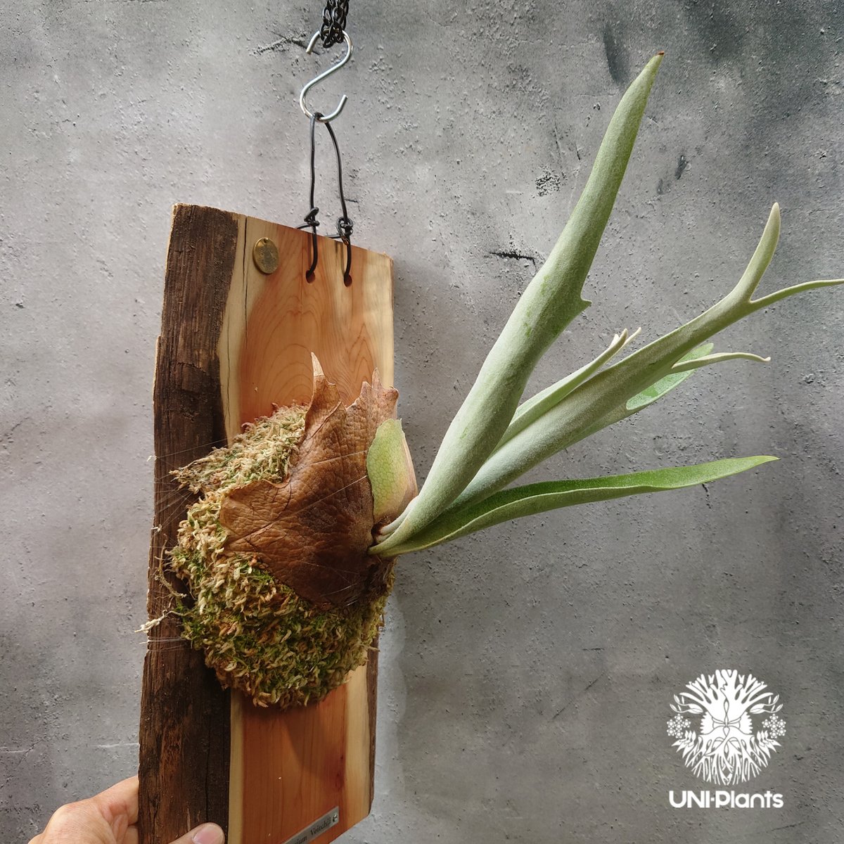 すーです　　ビカクシダ　ベイチ　株分け品 ビカクシダ ベイチー(子株) Platycerium veitchii(pup) コウモリラン