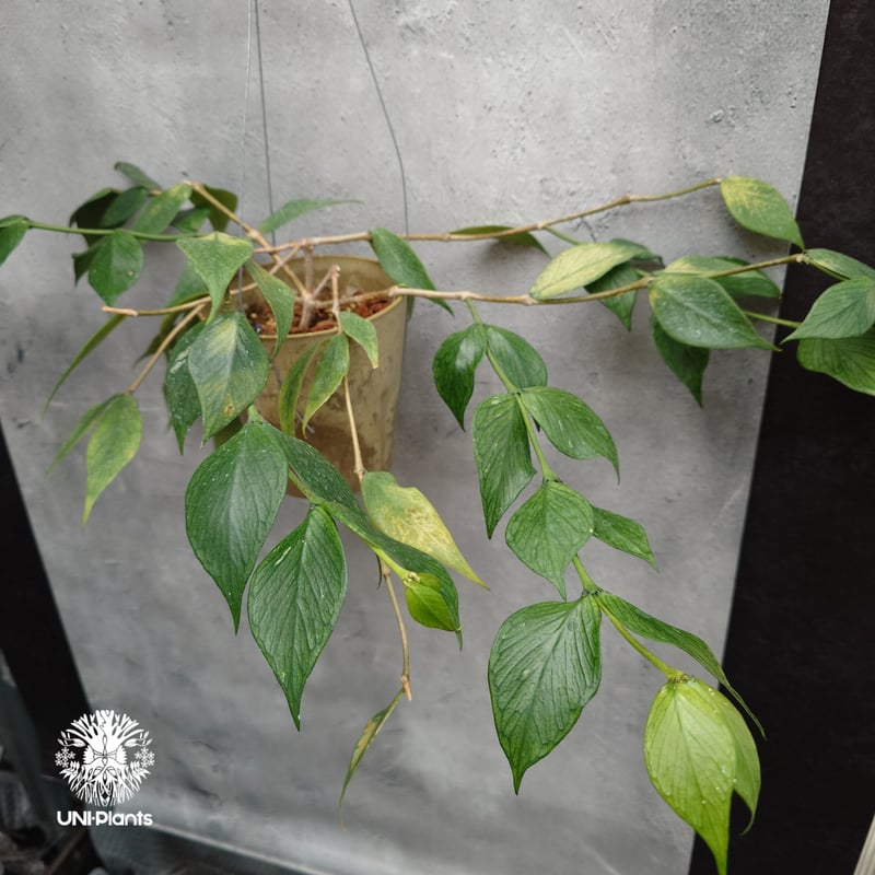 Hoya Polyneura ホヤ ポリネウラ ホヤフィッシュボーン ホヤ植物 ホヤ