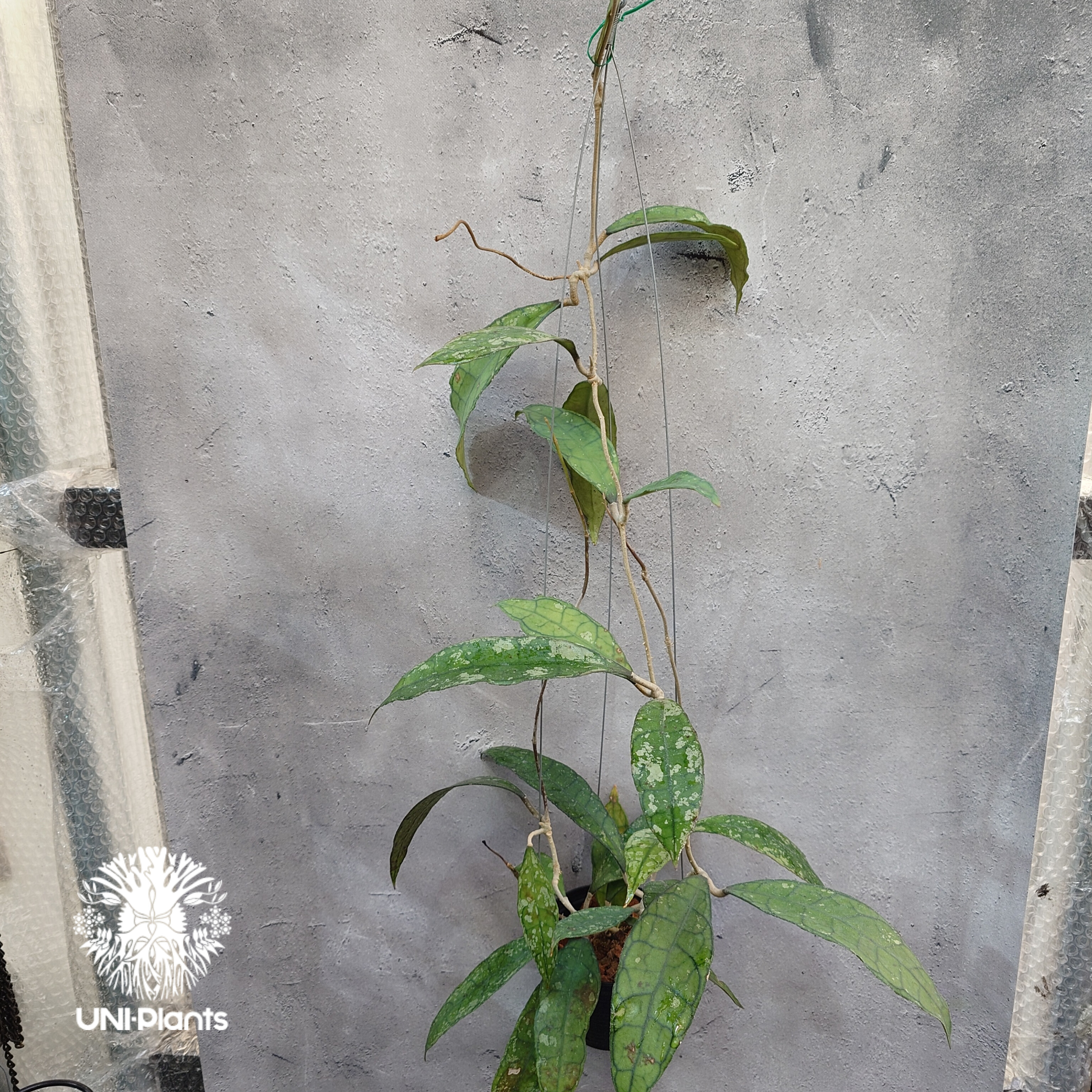 Hoya finlaysonii black leaves splash 希少 ホヤ フィレン