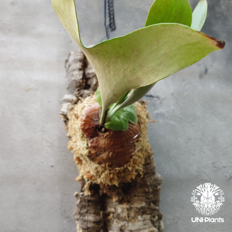 ビカクシダ エリシー Platycerium ellisii コウモリラン ビカクシダ