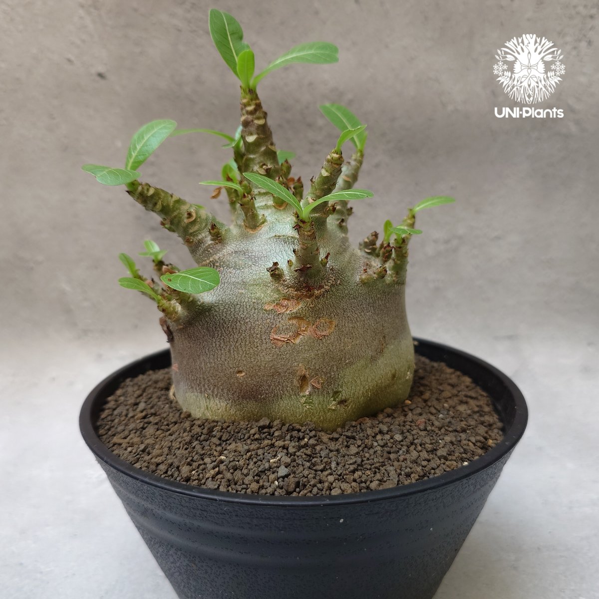 Adenium arabicum Dwarf “BLACK ” アデニウム アラビカム ドワー
