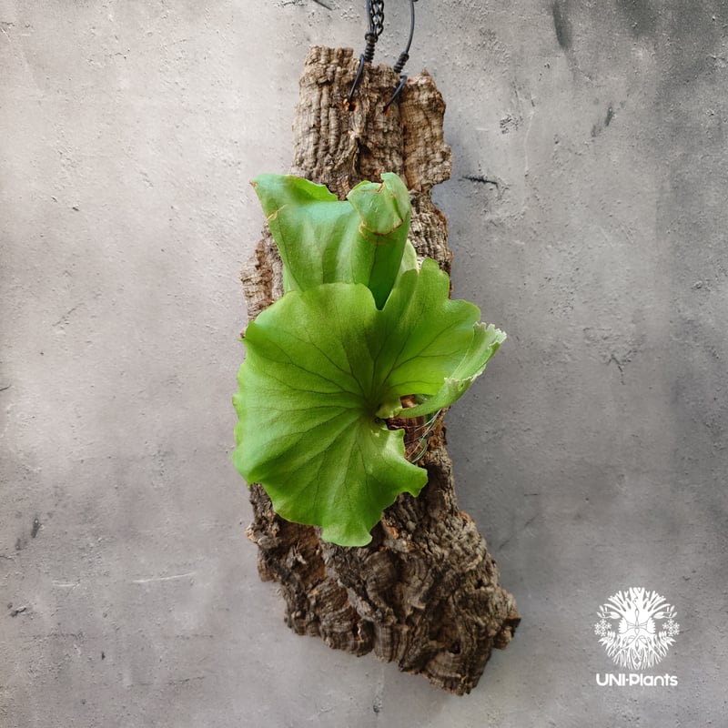 ビカクシダ　キッチャクード ' Thin '　コルク付け1 ビカクシダ キッチャクード シンリーフ Platycerium Kitshakood